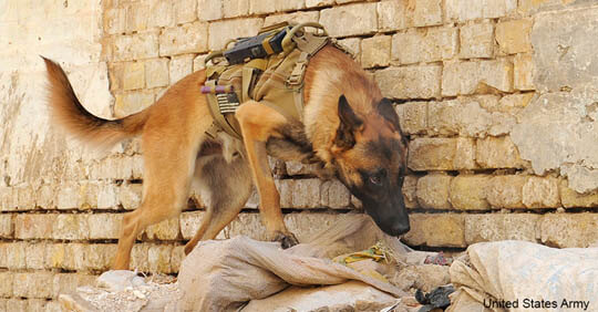 BRAVEST MILITARY DOGS