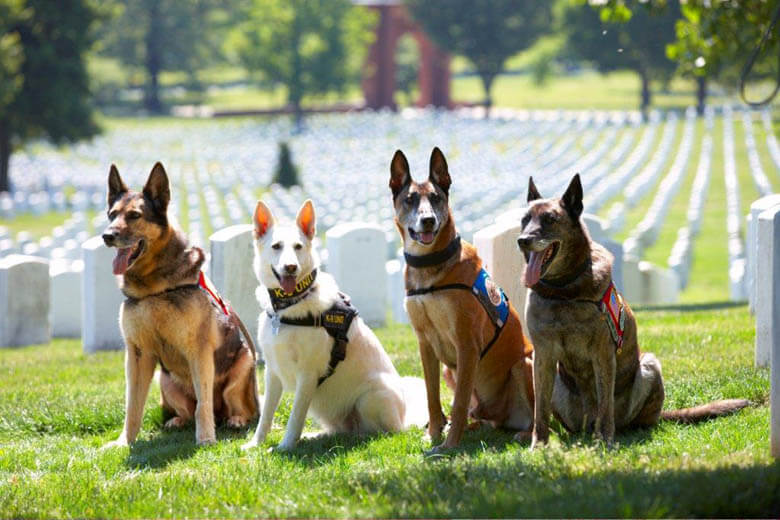 TYPES OF WAR DOGS