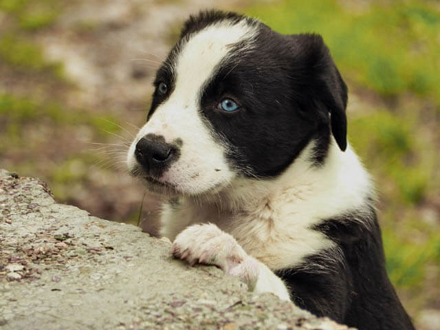 PUPPY TRAINING