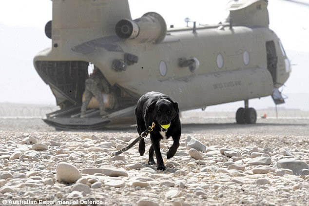 BRAVEST MILITARY DOGS