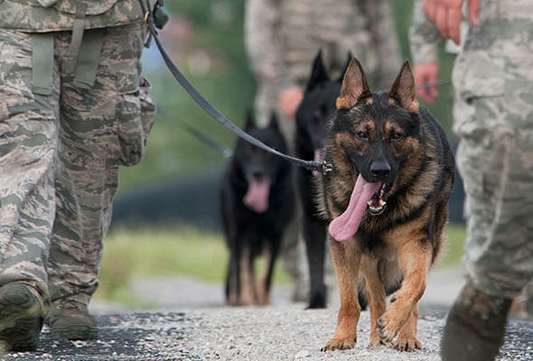 26 BRAVEST MILITARY DOGS