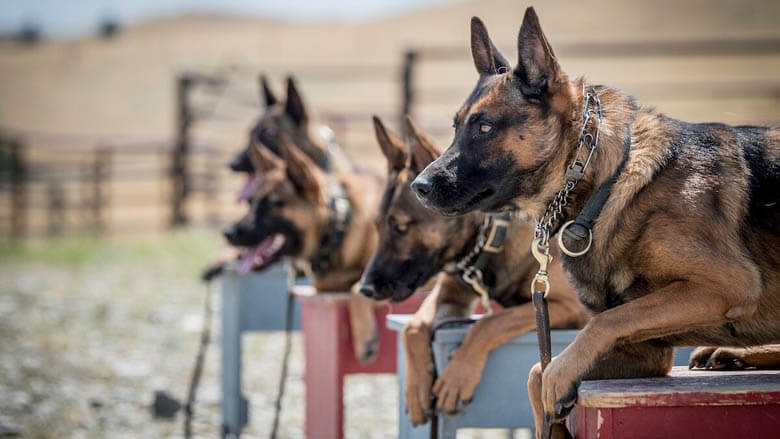 MILITARY DOGS RETIREMENT: ADOPTION, RESCUE & SUPPORT