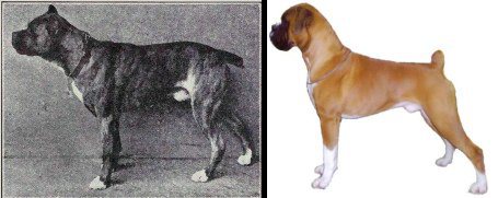 Dog Breeds Evolution & Domestication
