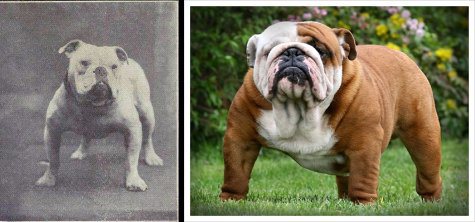 Dog Breeds Evolution & Domestication