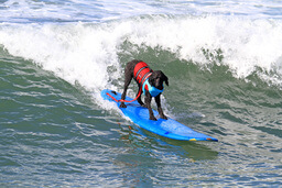 Surfing Dogs