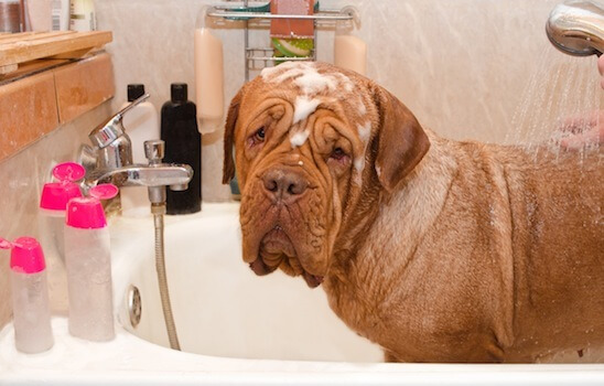 DOG and PUPPY BATH