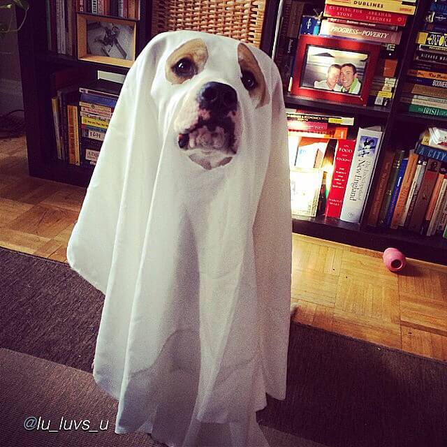 DOG and GHOST, MYTHS, STORIES