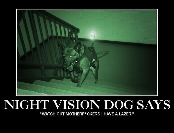 DOG VISION and EYES
