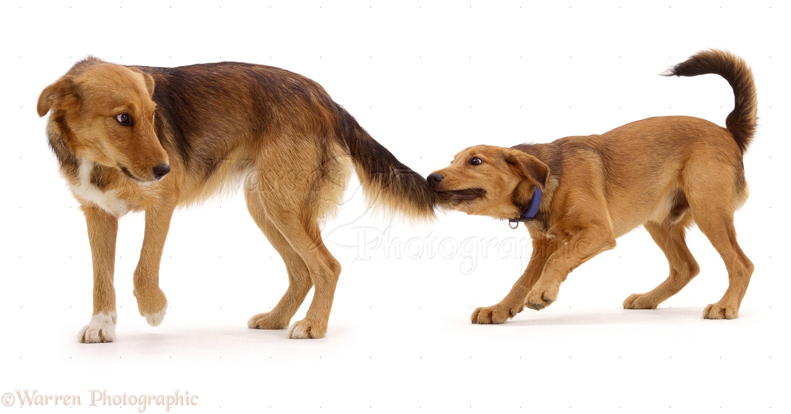 Dog and Puppy tail wag meaning
