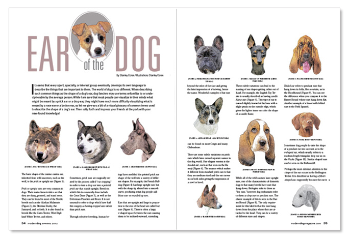 Dog Ears Types & Shapes