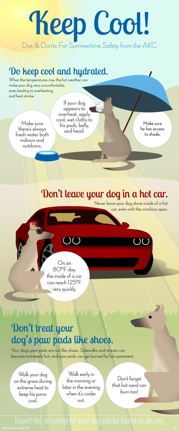 how to make your dog feel safe in the car