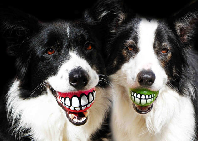Smiling Dogs: Videos, Pictures, Stories, Photos