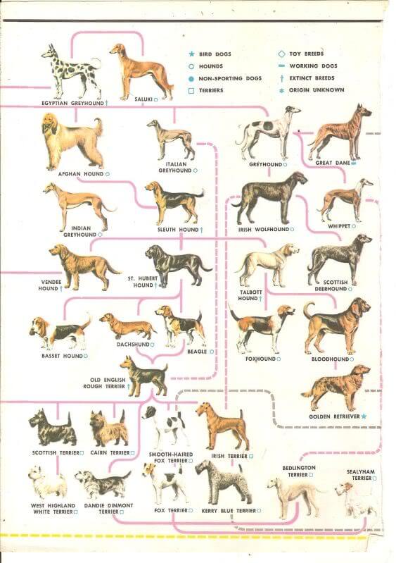 Dog Breeds & Origins - Domestication