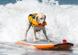 Surfing Dogs