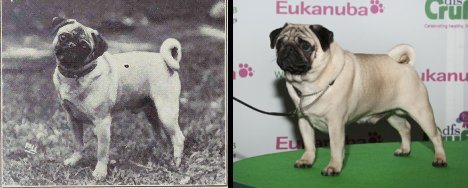 Dog Breeds Evolution & Domestication