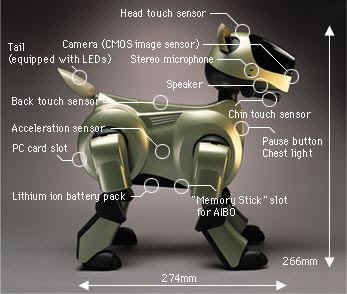 Dog Intelligence and Brain