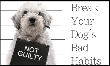 Dog Bad habits