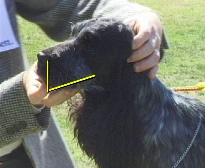 Dog Head Structure