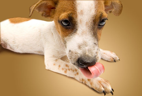 WHY DOG & PUPPY LICK CHEWING PAWS