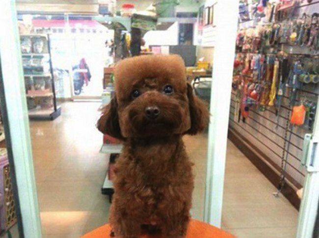 Dog Head Haircut