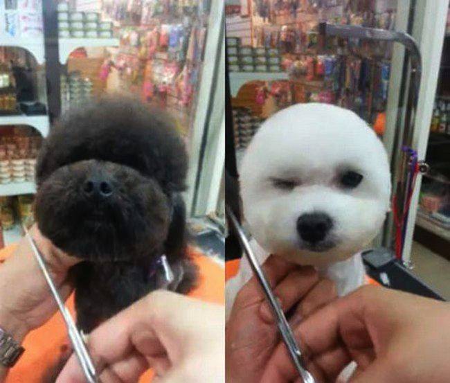Dog Head Haircut