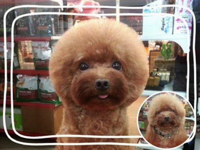 Dog Head Haircut