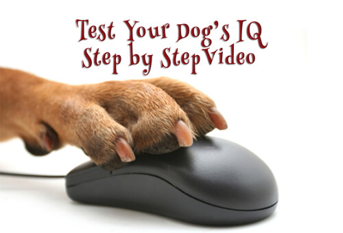 Dog Intelligence Test