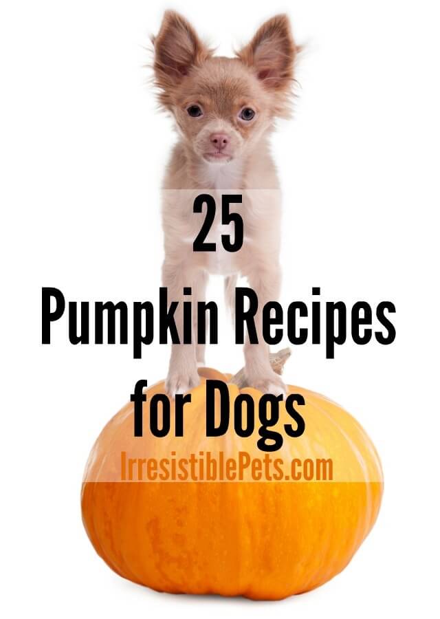 25 Pumpkin Dog Food Recipes