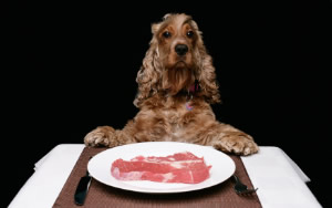Dog Meal Recipes by WWW.RAW-FOODS-DIET-CENTER.COM