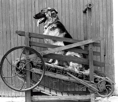 THE HISTORY OF DOG TREADMILL