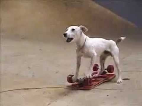 SKATEBOARDING DOG
