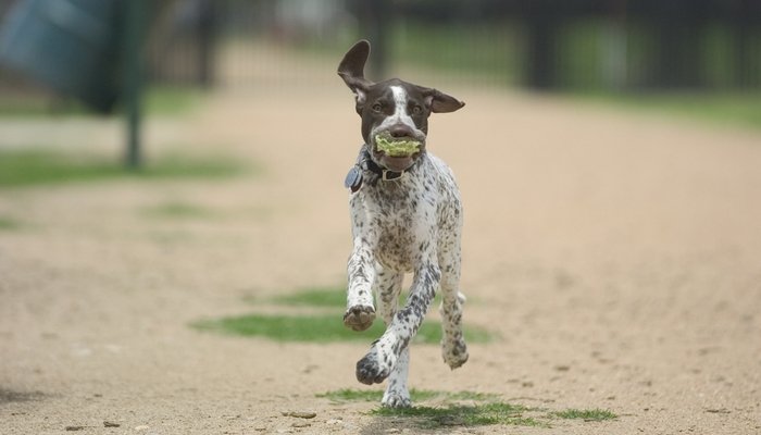 Dog Race, Fastest Dog Breeds, Speed of Dogs