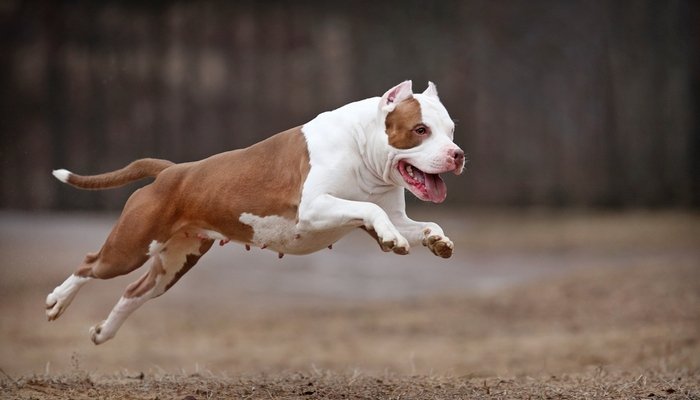 Dog Race, Fastest Dog Breeds, Speed of Dogs