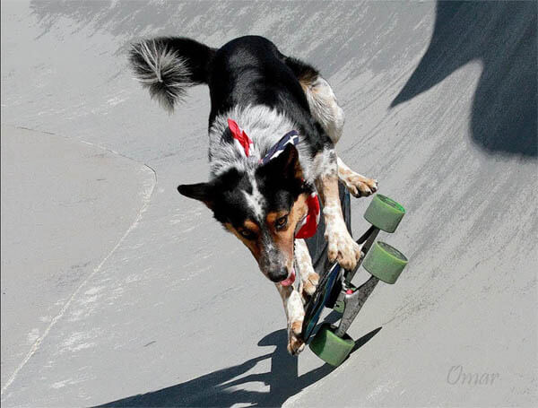 Skateboarding Dog Guinness World Record