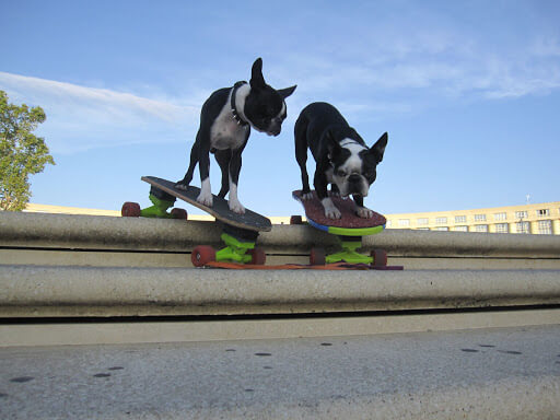 SKATEBOARDING DOG