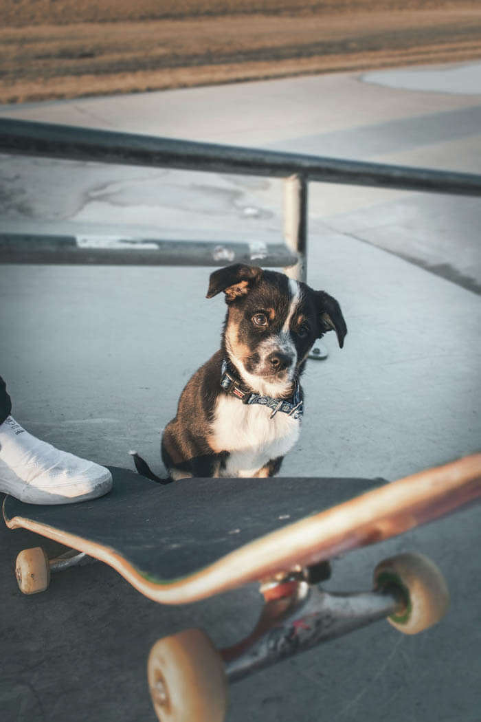 SKATEBOARDING WITH A DOG