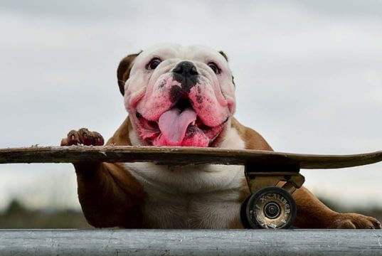 WHY DO BULLDOGS LIKE TO SKATEBOARD?