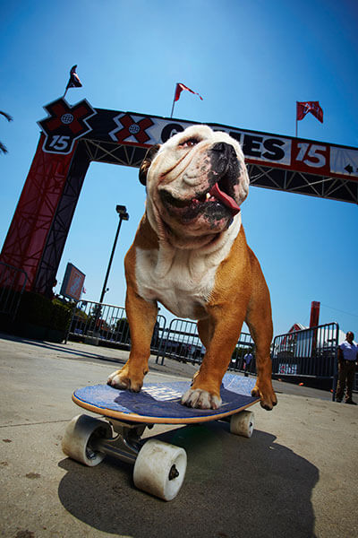 Skateboarding Dog Guinness World Record