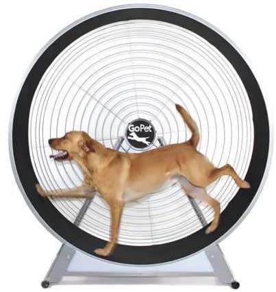 DOG TREADMILL BUYING GUIDE