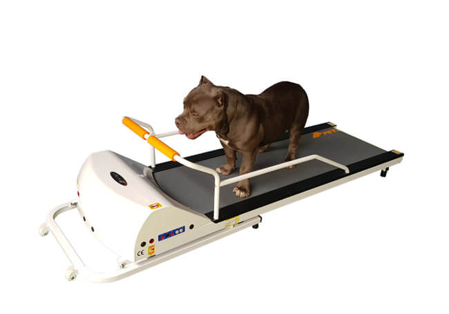 DOG TREADMILL BUYING GUIDE