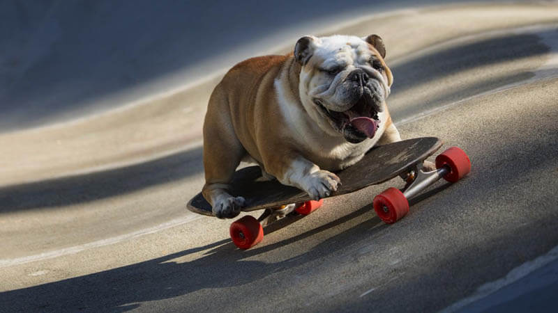 SKATEBOARDING WITH A DOG