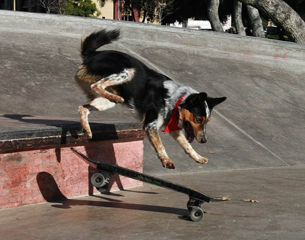 SKATEBOARDING DOG