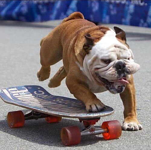 WHY SOME DOGS HATE SKATEBOARDS?