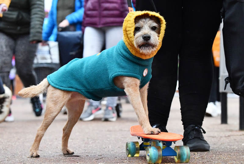 SKATEBOARDING DOG