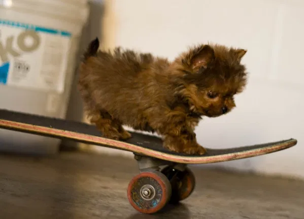 WHY SOME DOGS HATE SKATEBOARDS?