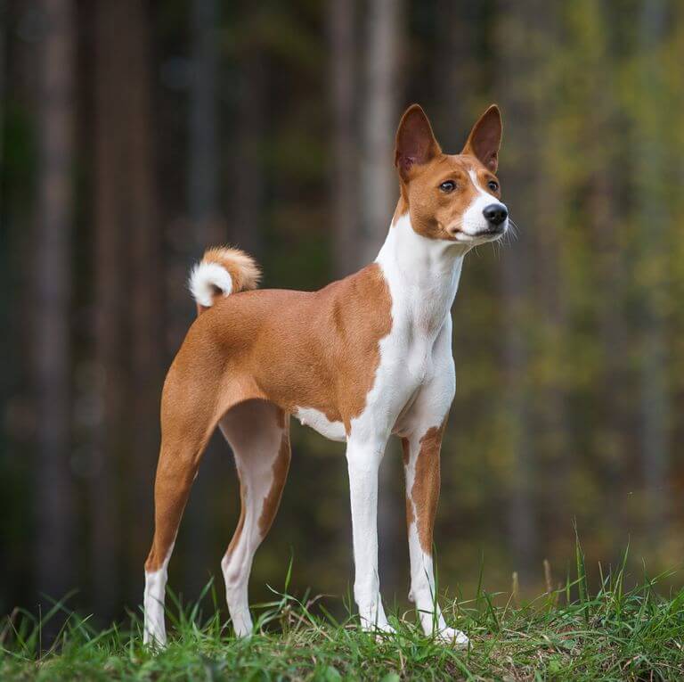 Dog with Pointy Ears