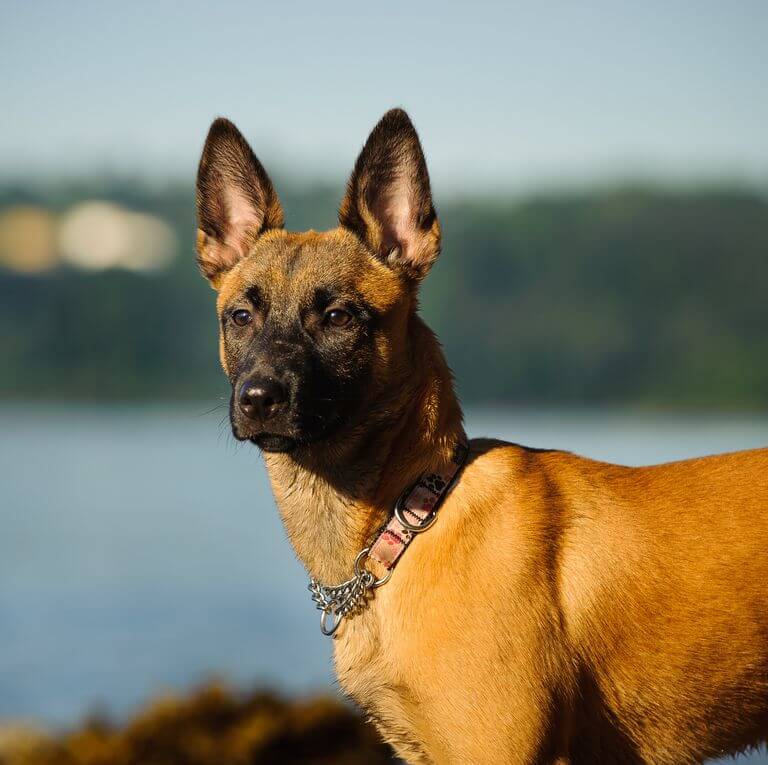 Dog with Pointy Ears