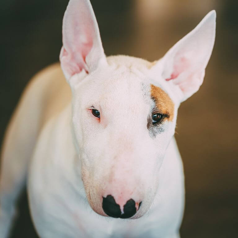 Dog with Pointy Ears