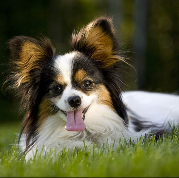 Dog with Pointy Ears