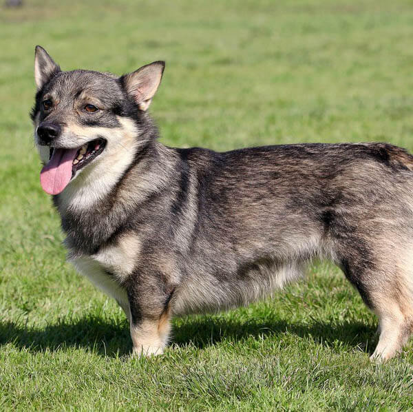 Dog with Pointy Ears